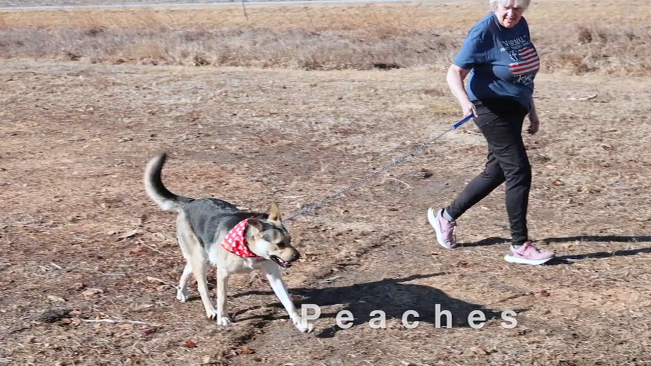 Enlarge Peaches, a Adoptable mixed breed in Clarinda, IA video 6/6