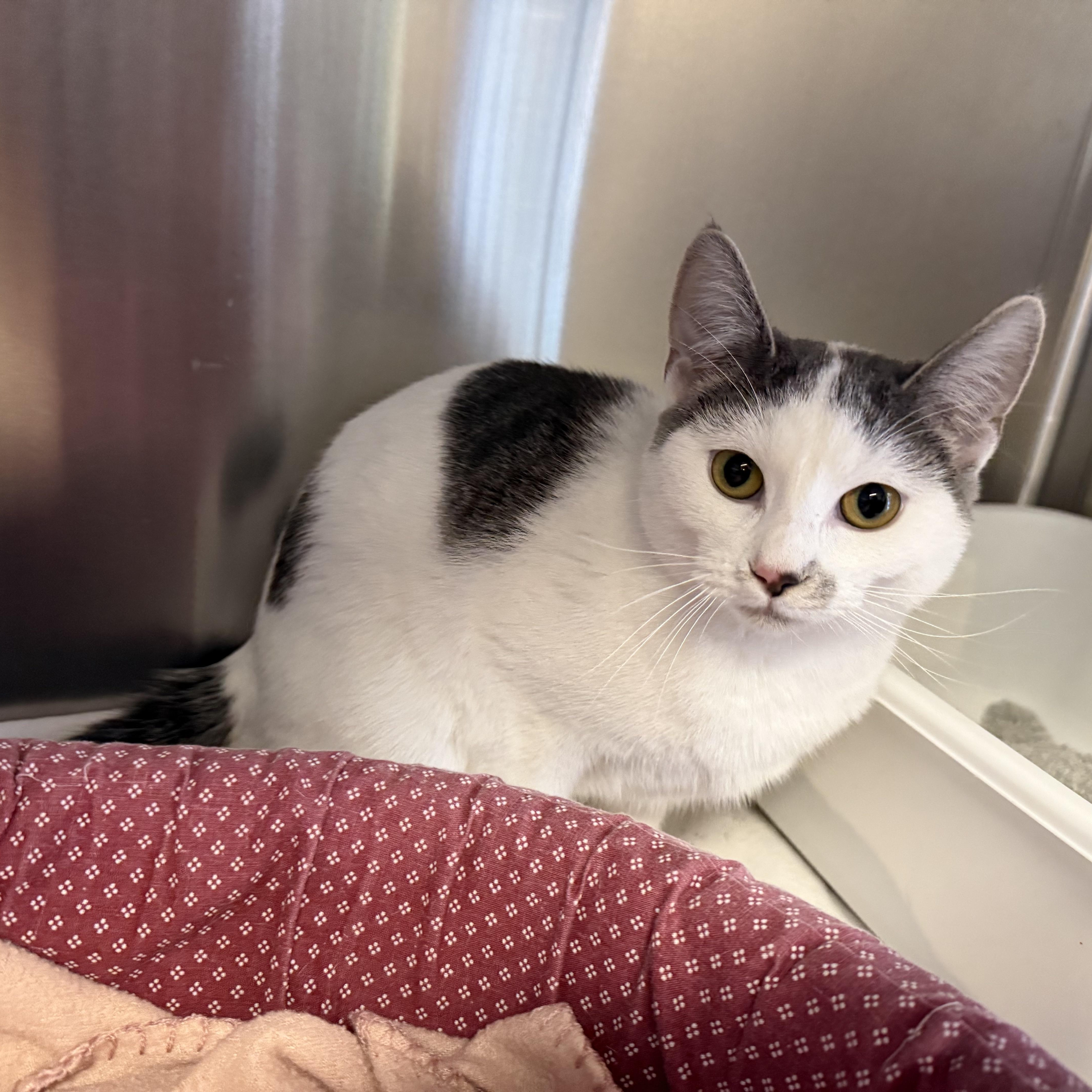 Enlarge PEBBLES, a Adoptable Domestic Short Hair in La Crescent, MN image 3/5