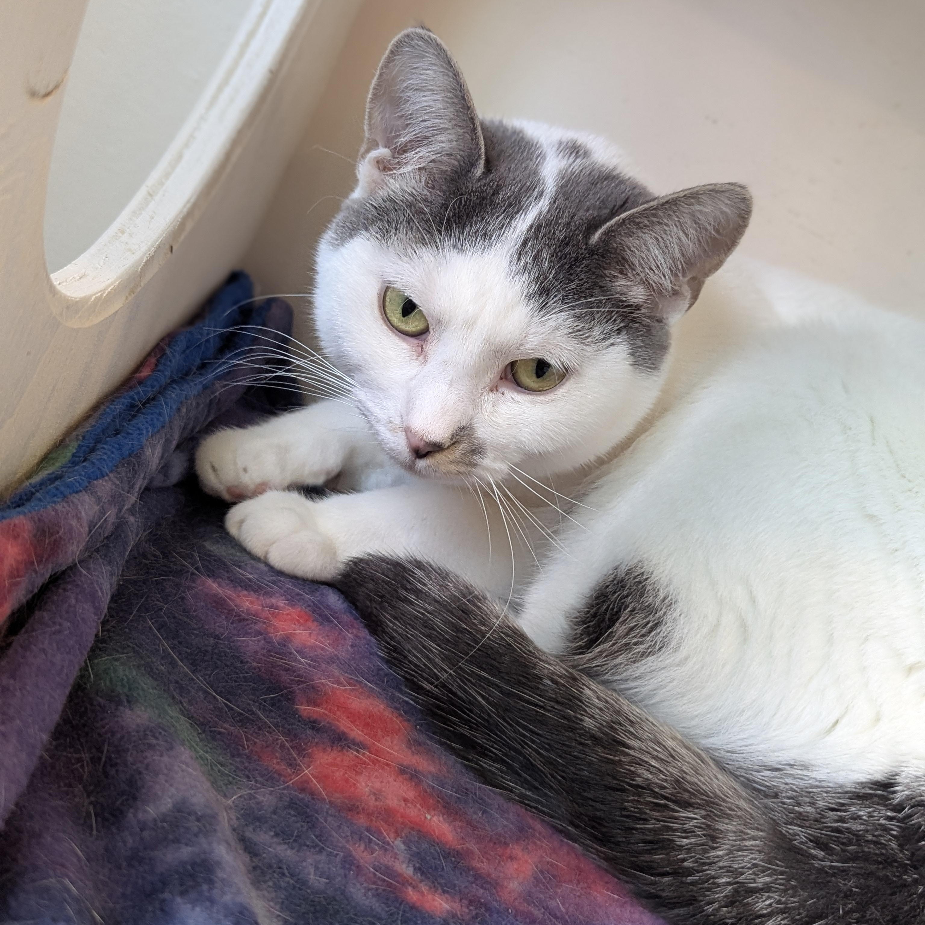Enlarge PEBBLES, a Adoptable Domestic Short Hair in La Crescent, MN image 5/6
