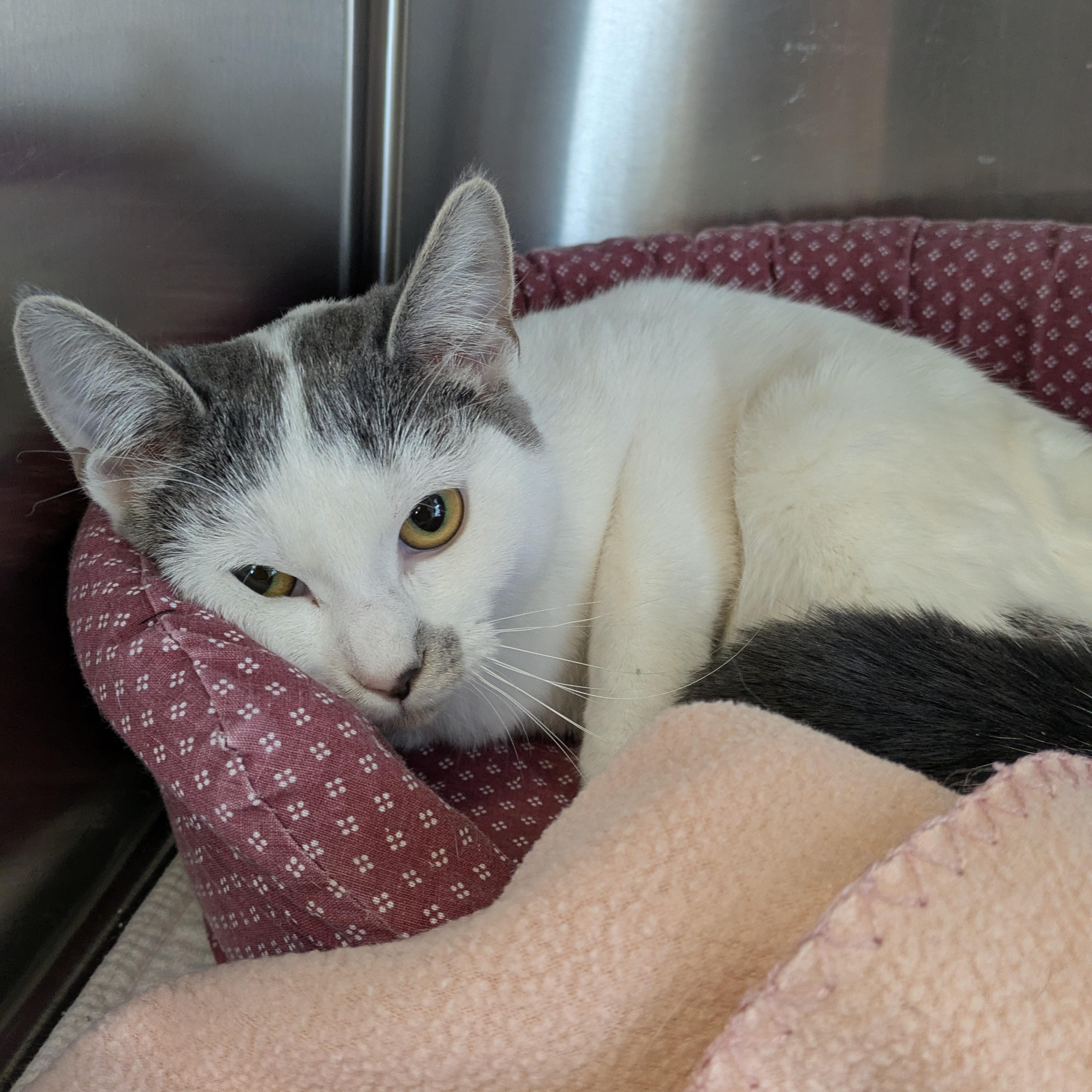 Enlarge PEBBLES, a Adoptable Domestic Short Hair in La Crescent, MN image 5/5