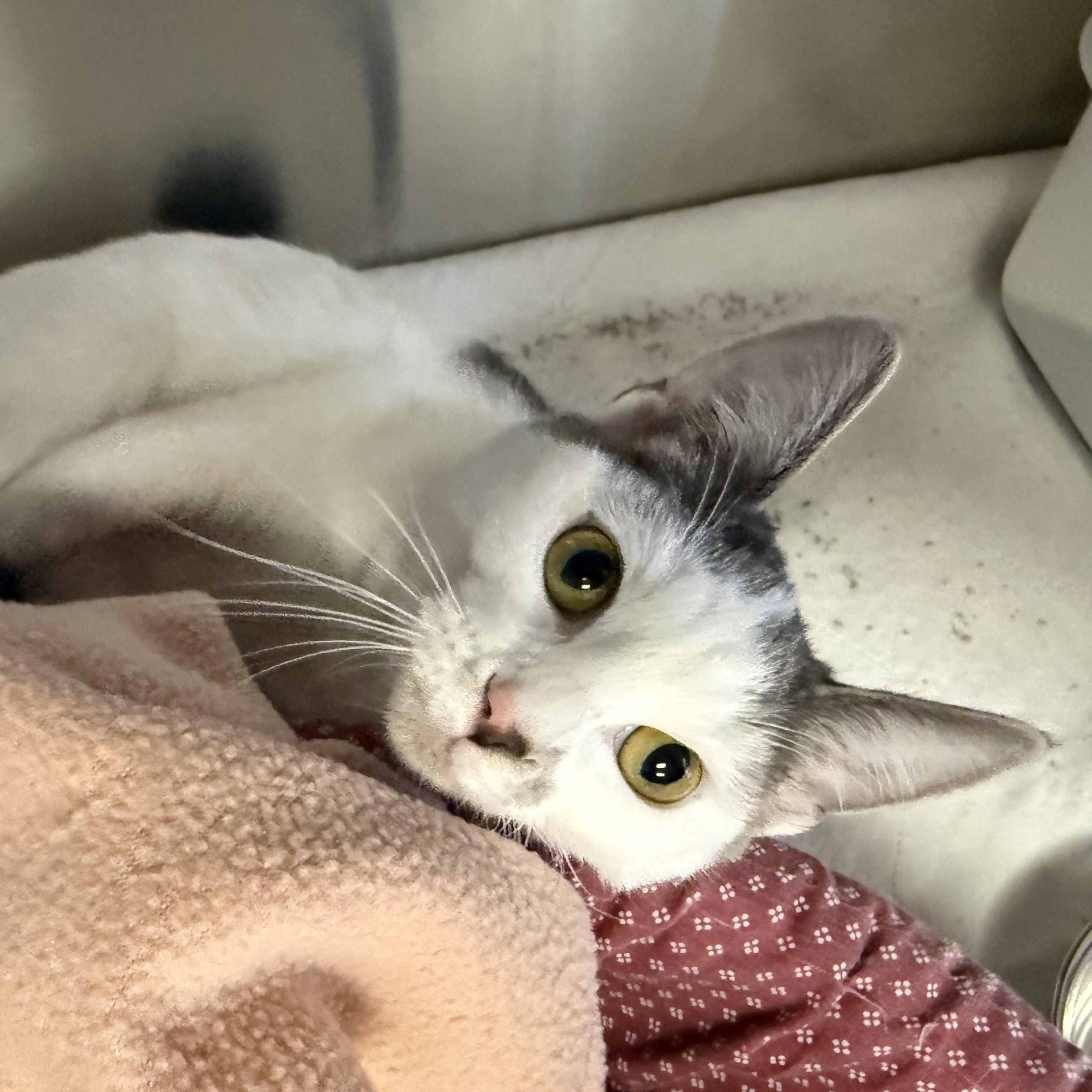 Enlarge PEBBLES, a Adoptable Domestic Short Hair in La Crescent, MN image 4/5