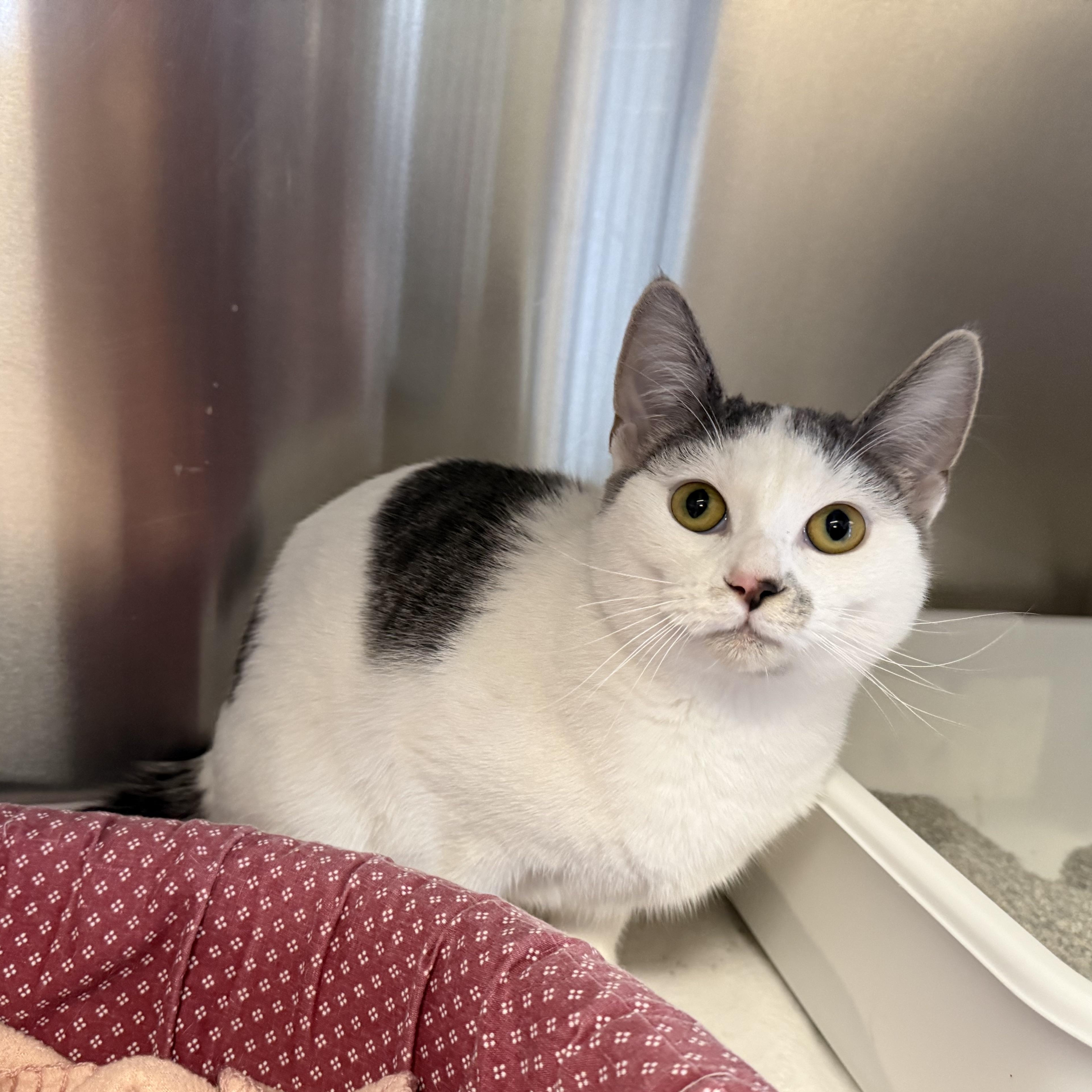 Enlarge PEBBLES, a Adoptable Domestic Short Hair in La Crescent, MN image 1/5