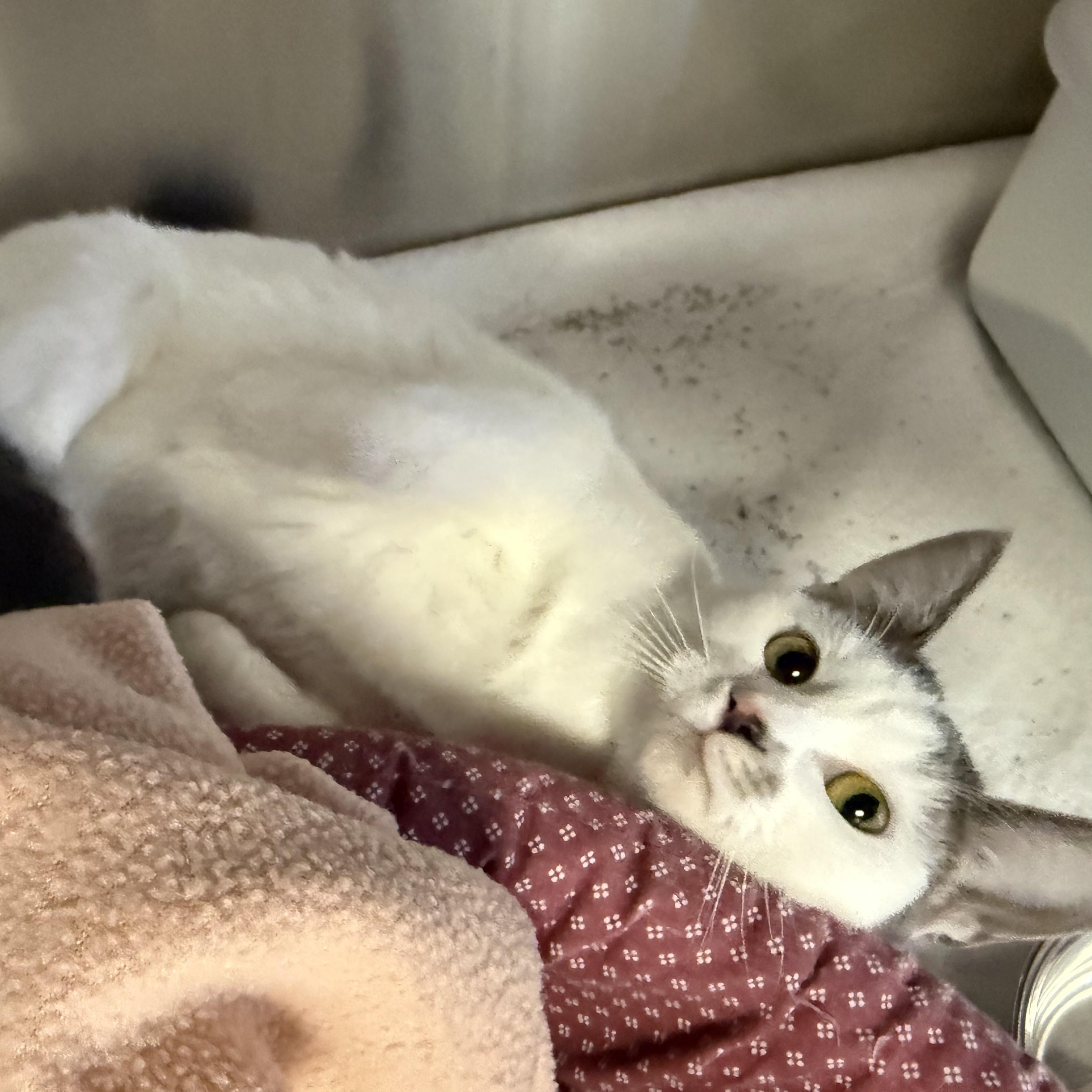 Enlarge PEBBLES, a Adoptable Domestic Short Hair in La Crescent, MN image 2/5