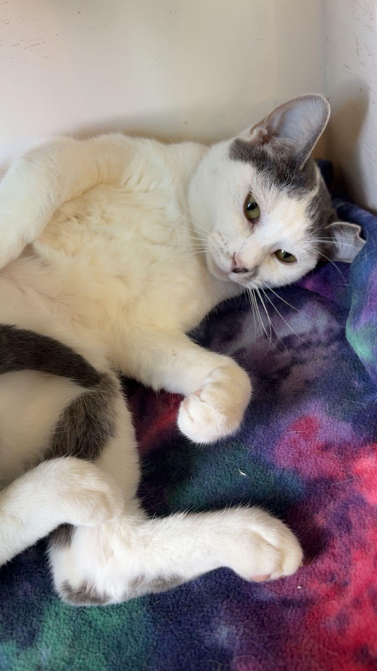Enlarge PEBBLES, a Adoptable Domestic Short Hair in La Crescent, MN image 3/6
