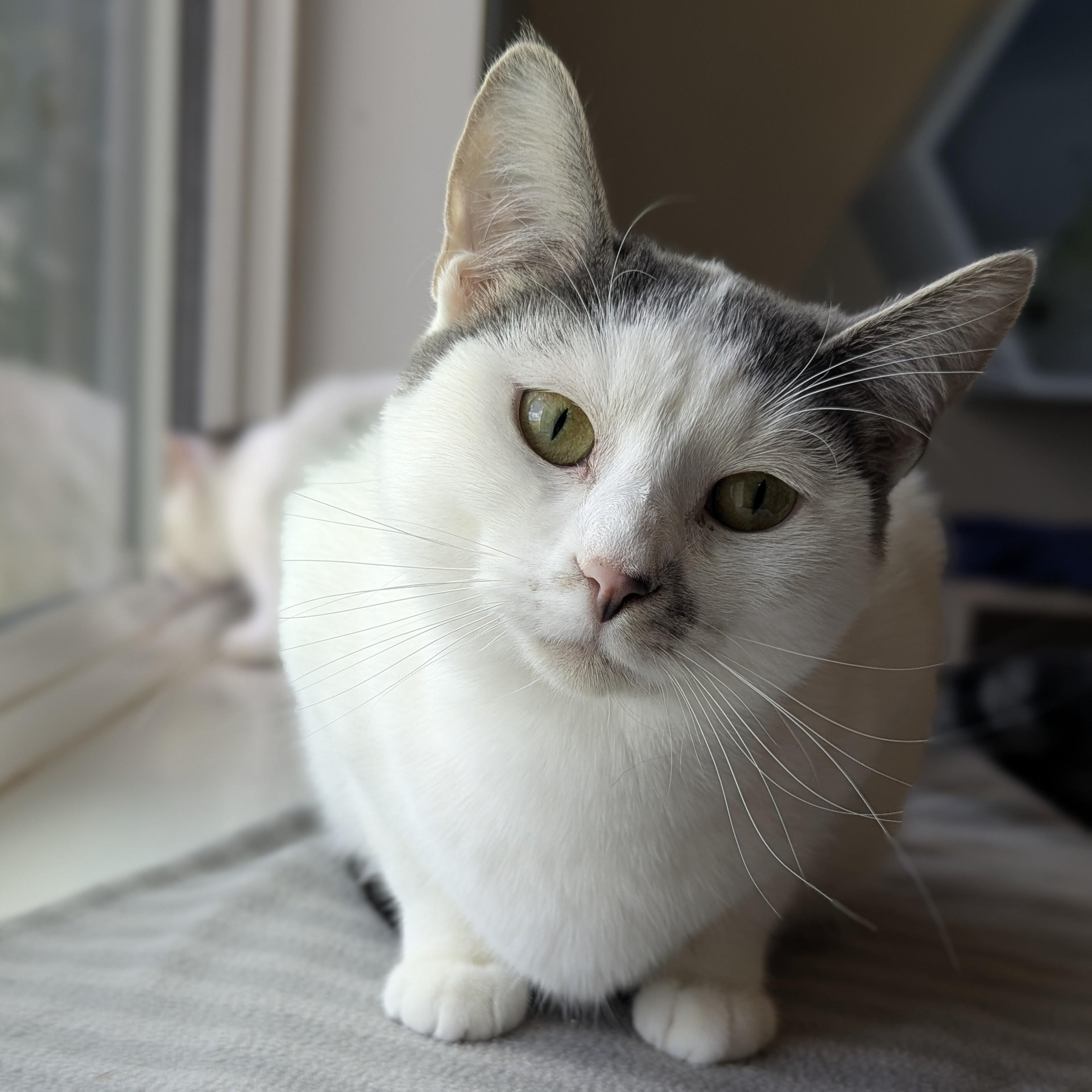 PEBBLES, Adoptable, Kitten Female Domestic Short Hair.