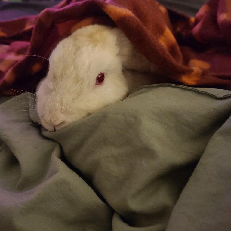 Enlarge Wobbles, a Adoptable Mini Lop in Gansevoort, NY image 1/1