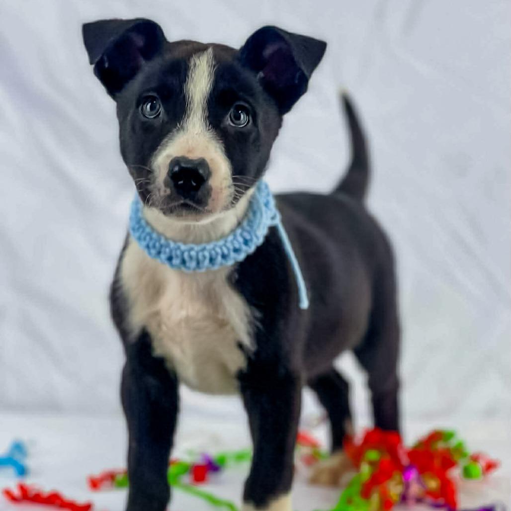 Tom, Adoptable, Puppy Male Mixed Breed.