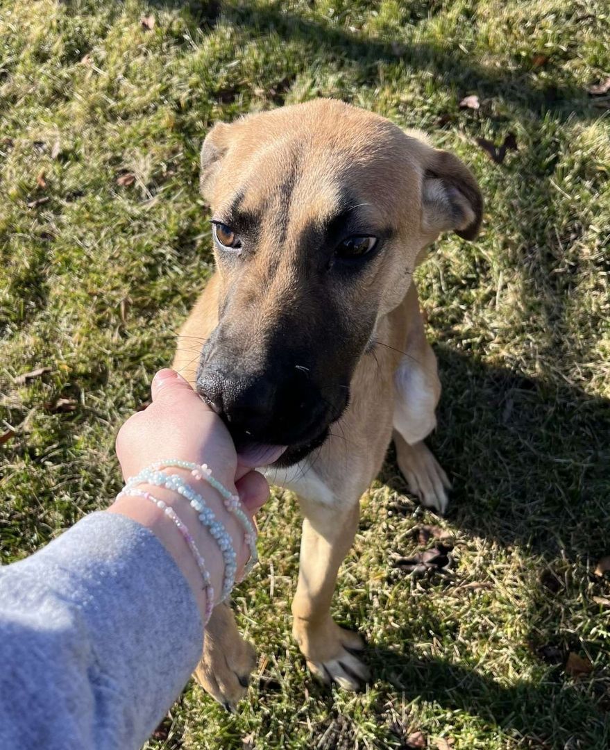 Enlarge Forky, a Adopted mixed breed in Pontiac, IL image 1/4
