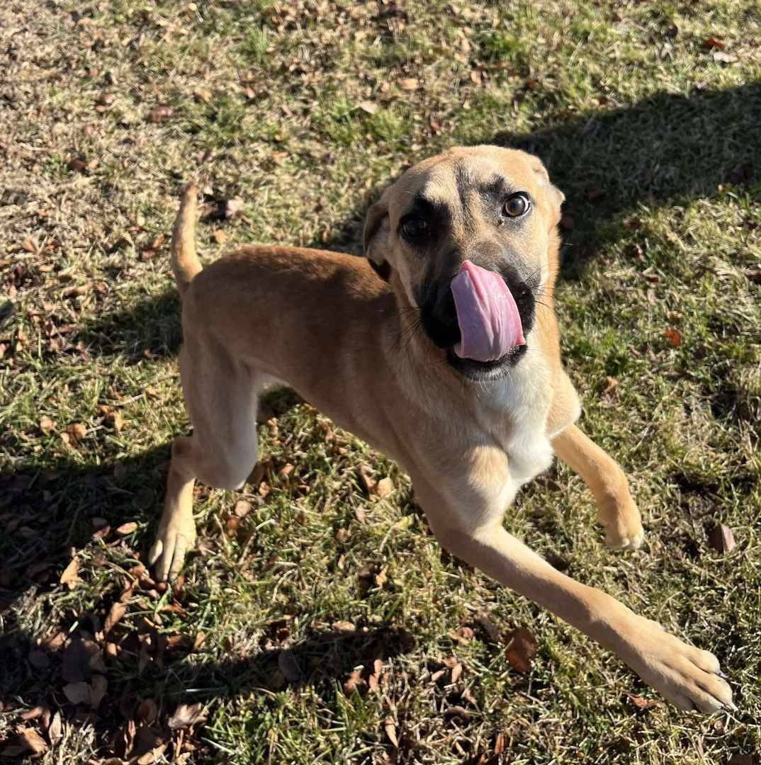 Enlarge Forky, a Adopted mixed breed in Pontiac, IL image 2/4