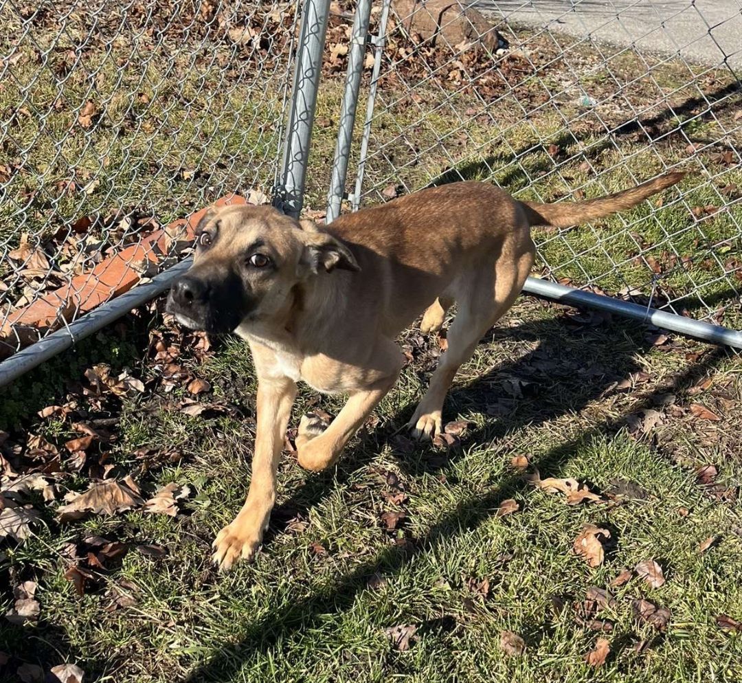 Enlarge Forky, a Adopted mixed breed in Pontiac, IL image 3/4