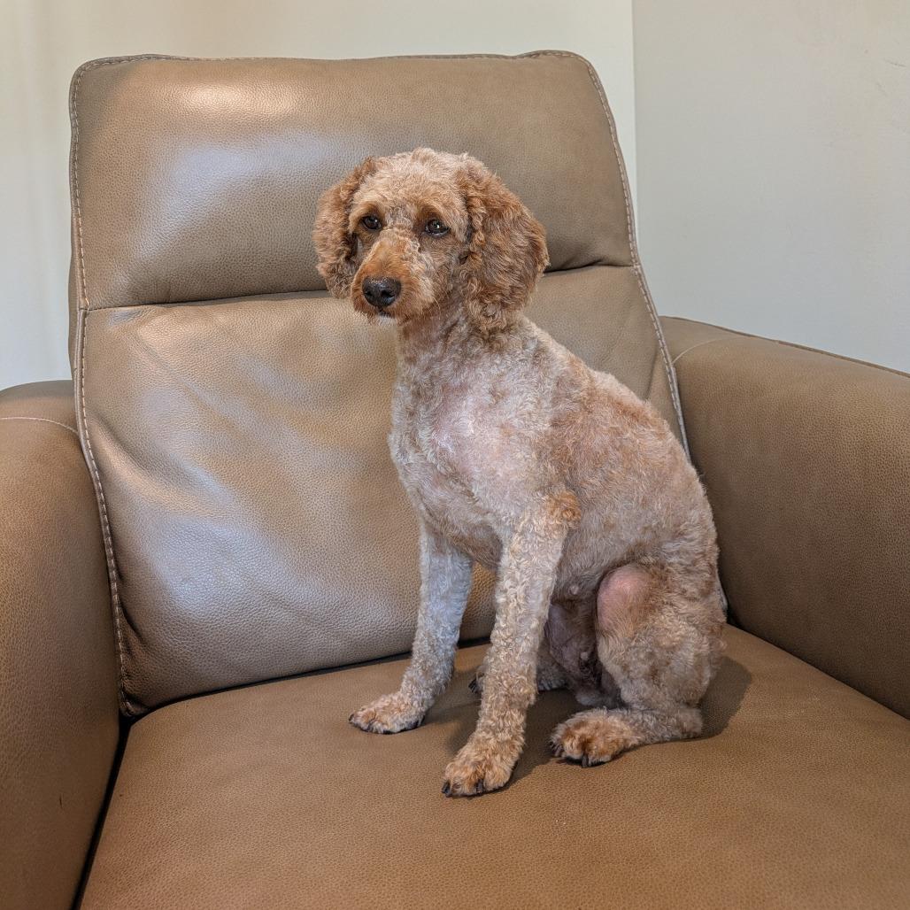 Penny Sue, Adoptable, Adult Female Miniature Poodle.