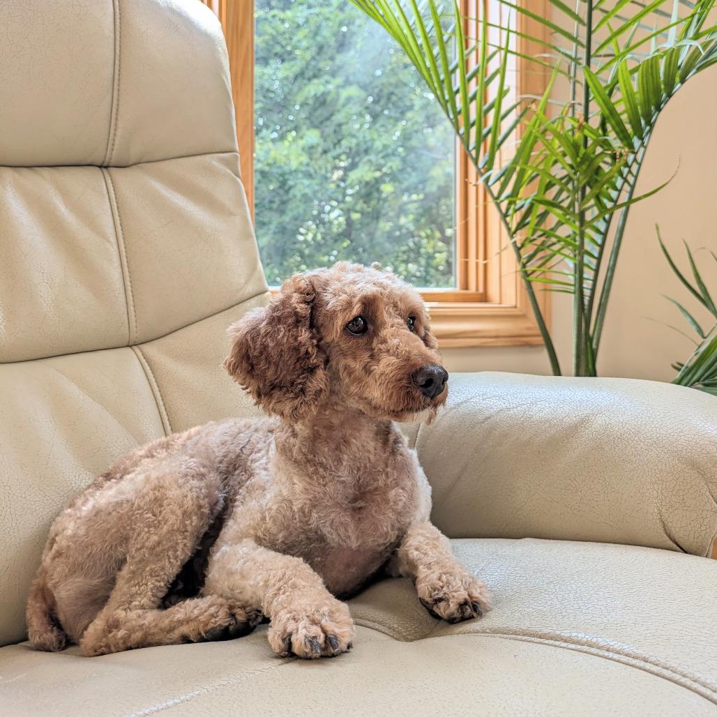 Enlarge Penny Sue, a Adoptable Miniature Poodle in Rochester, MN image 2/6