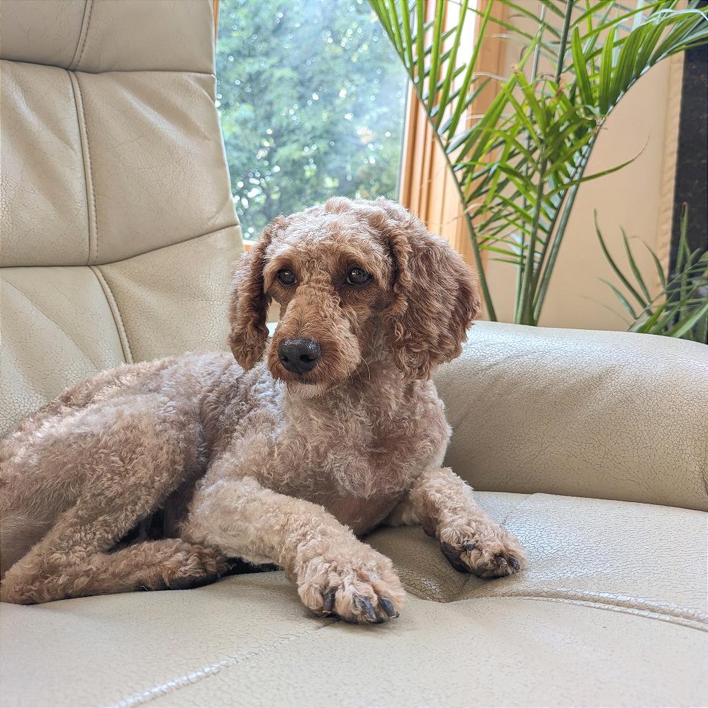 Enlarge Penny Sue, a Adoptable Miniature Poodle in Rochester, MN image 3/6