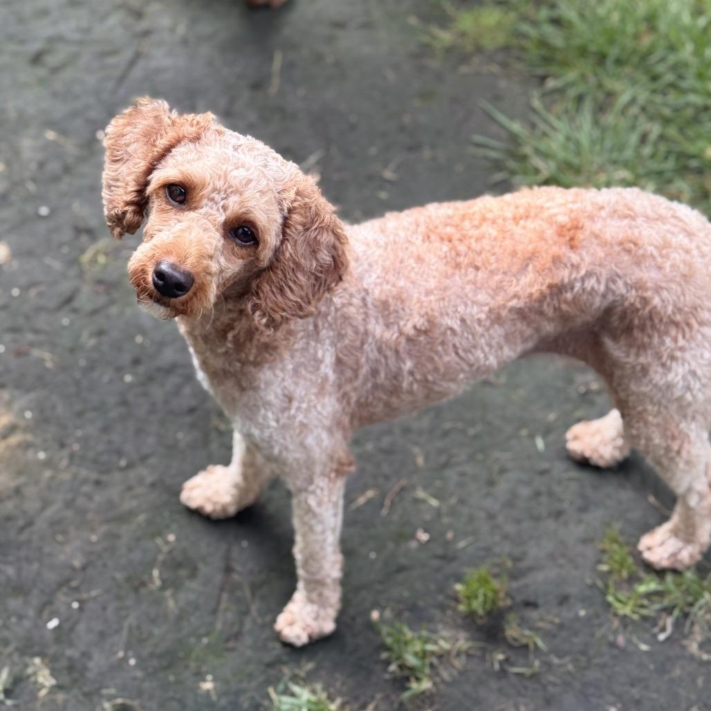Enlarge Penny Sue, a Adoptable Miniature Poodle in Rochester, MN image 4/6