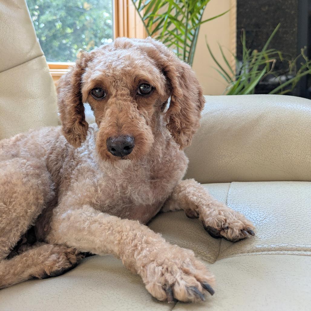 Enlarge Penny Sue, a Adoptable Miniature Poodle in Rochester, MN image 5/6