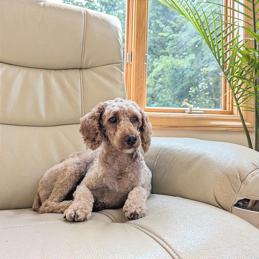 Enlarge Penny Sue, a Adoptable Miniature Poodle in Rochester, MN image 6/6