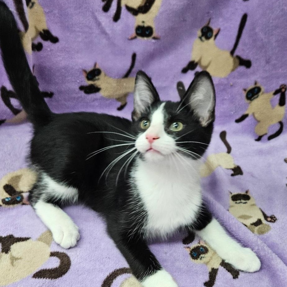 Enlarge Sashimi, a ADOPTABLE mixed breed in Antioch, IL image 3/4