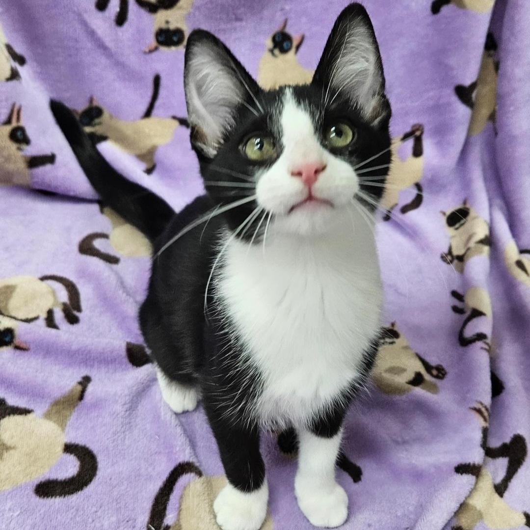 Enlarge Sashimi, a ADOPTABLE mixed breed in Antioch, IL image 2/4