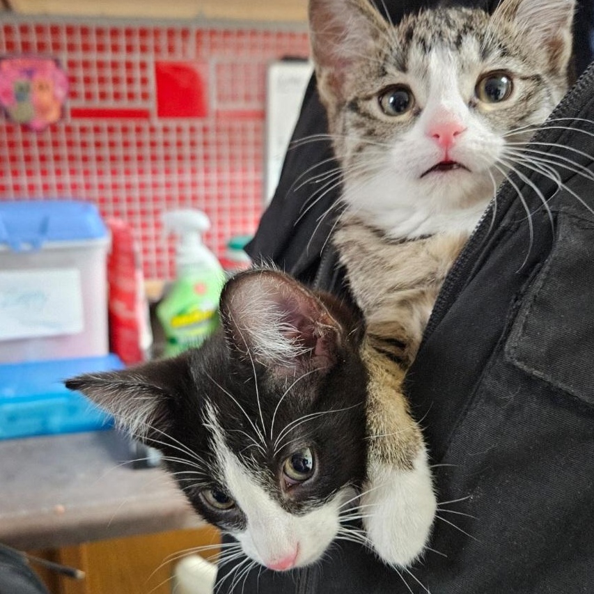 Enlarge Sashimi, a ADOPTABLE mixed breed in Antioch, IL image 4/4