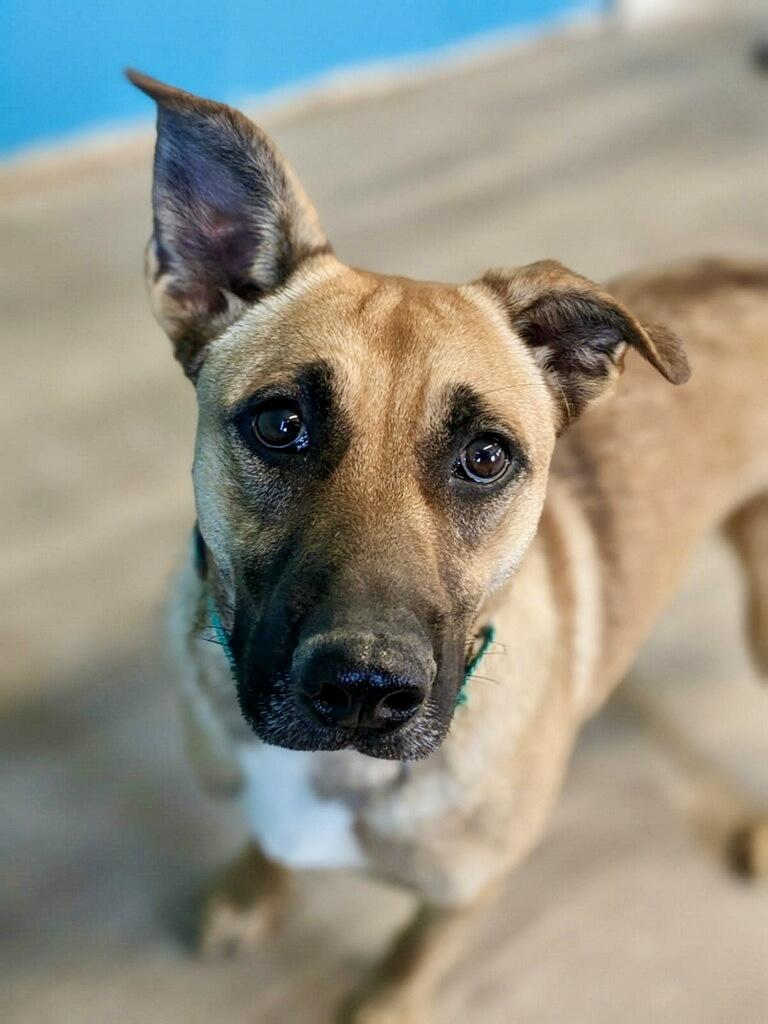 Enlarge Zilly, a Adoptable mixed breed in Leesburg, AL image 1/2