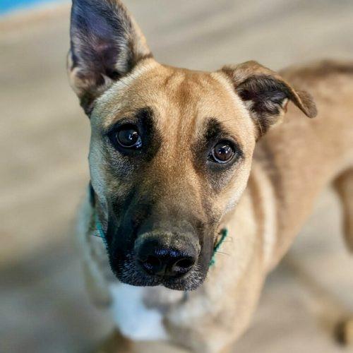 Zilly, Adoptable, Young Female Cattle Dog & Labrador Retriever.