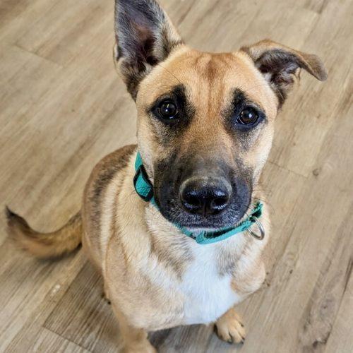 Enlarge Zilly, a Adoptable mixed breed in Leesburg, AL image 2/2