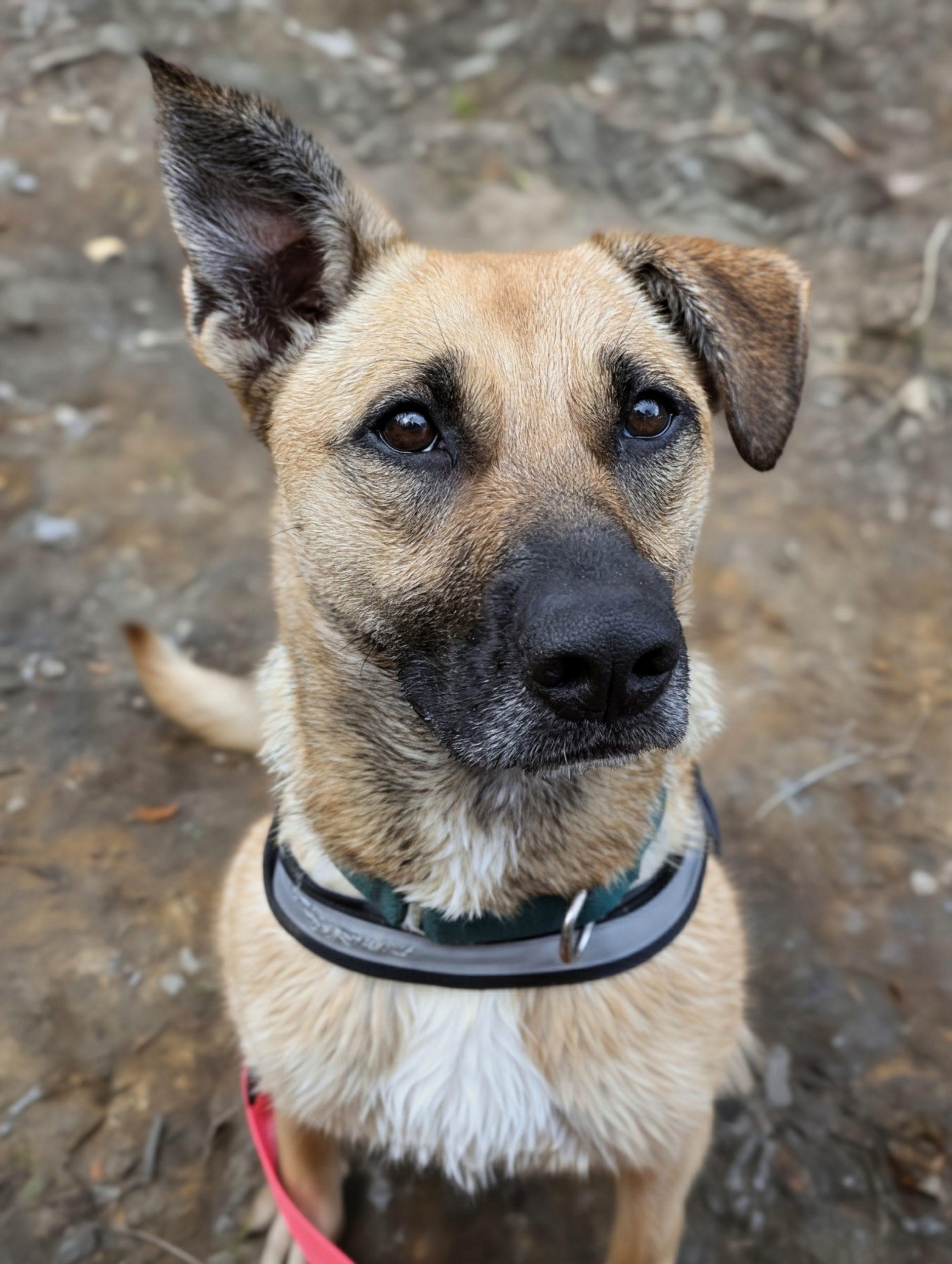 Enlarge Zilly, a Adoptable mixed breed in Leesburg, AL image 3/3