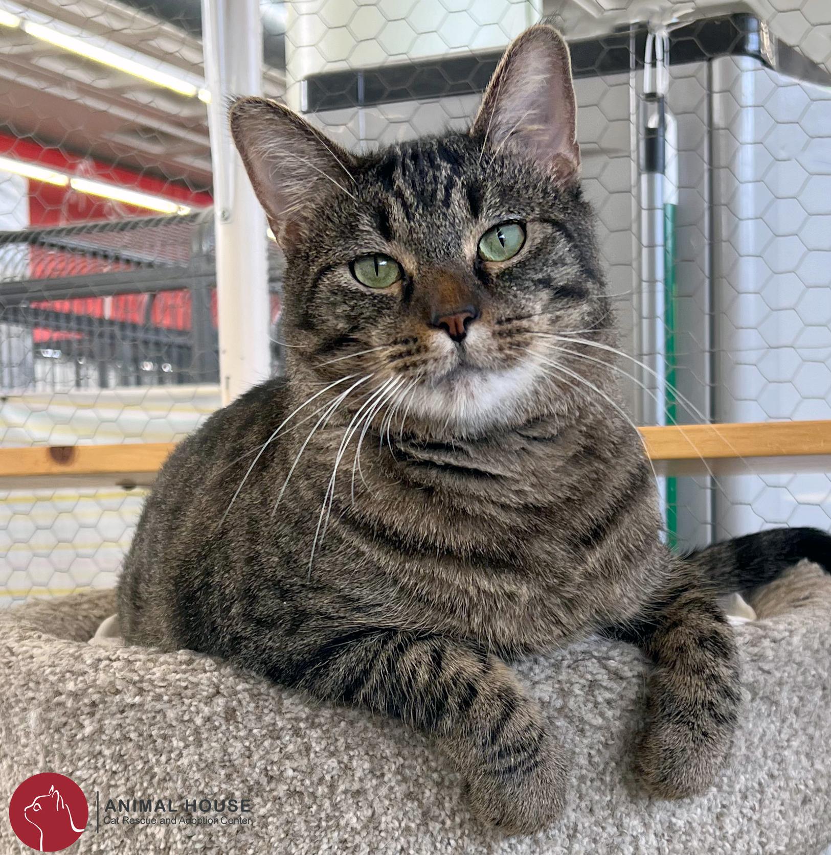 Enlarge Cosmo, a Adoptable Domestic Short Hair in St. Louis, MO image 1/3
