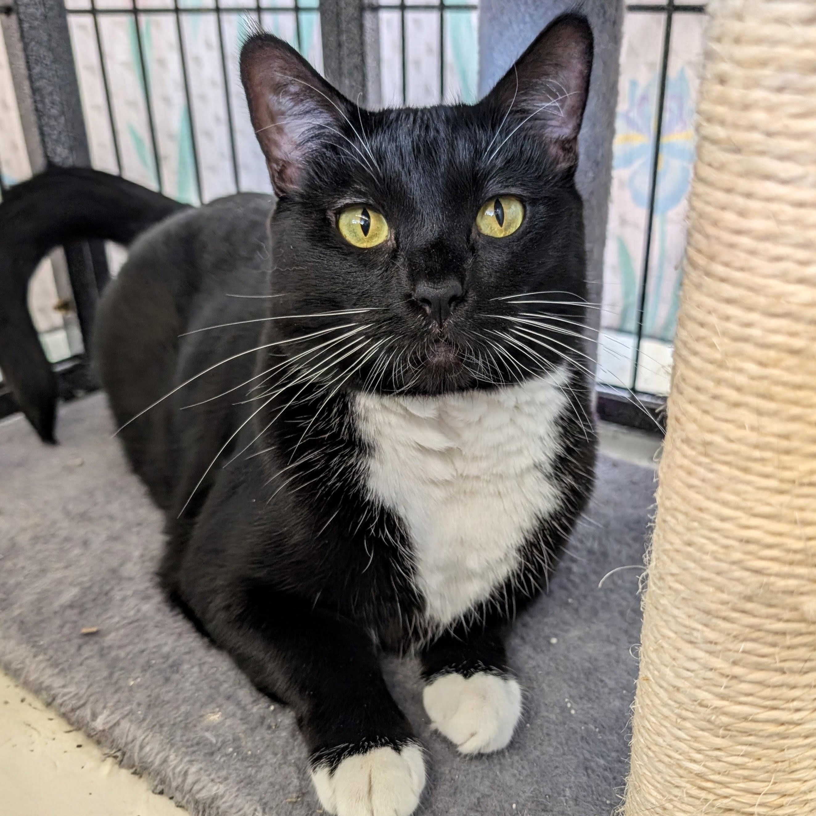 Enlarge Cosmo, a Adoptable Domestic Short Hair in St. Louis, MO image 3/3