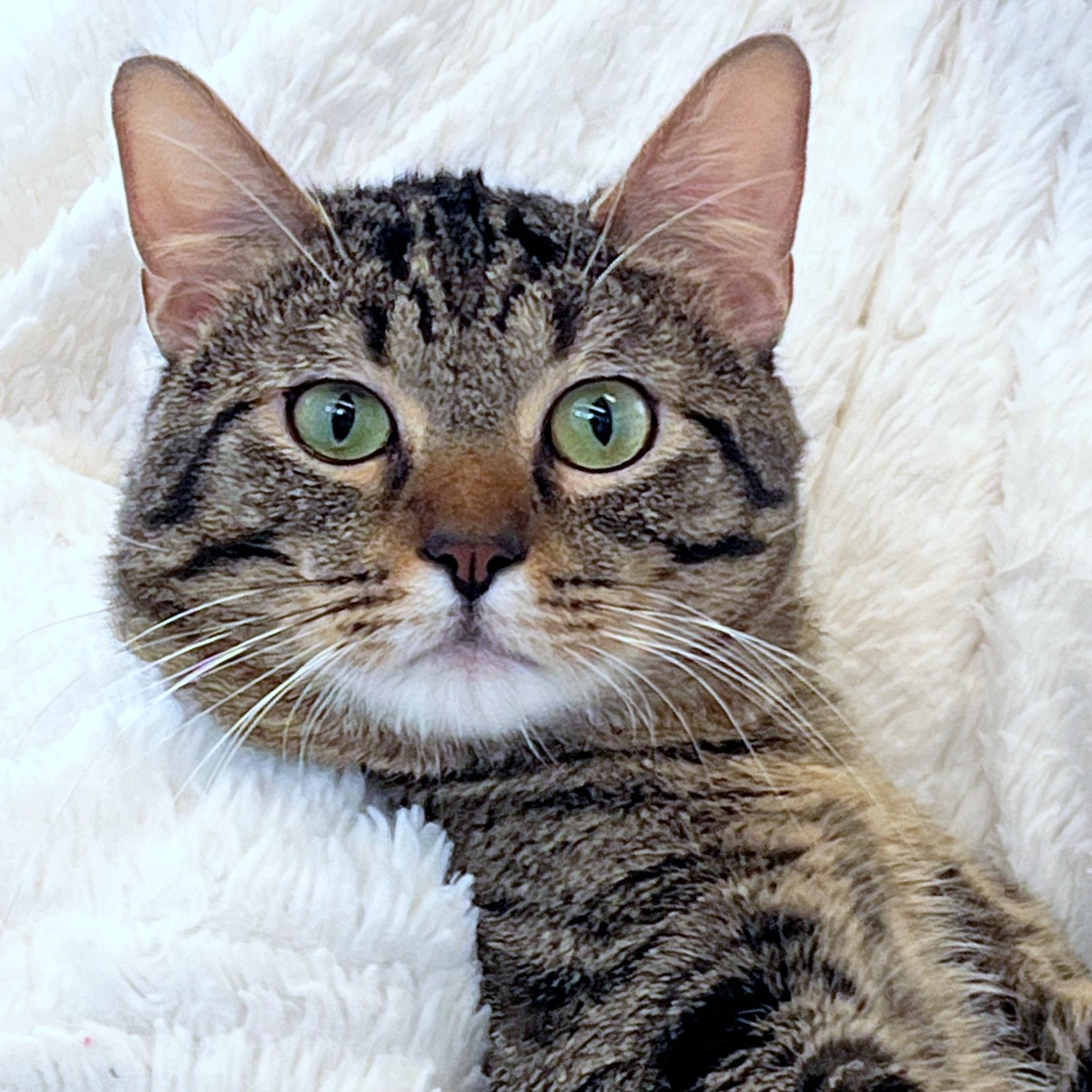 Enlarge Cosmo, a Adoptable Domestic Short Hair in St. Louis, MO image 2/3
