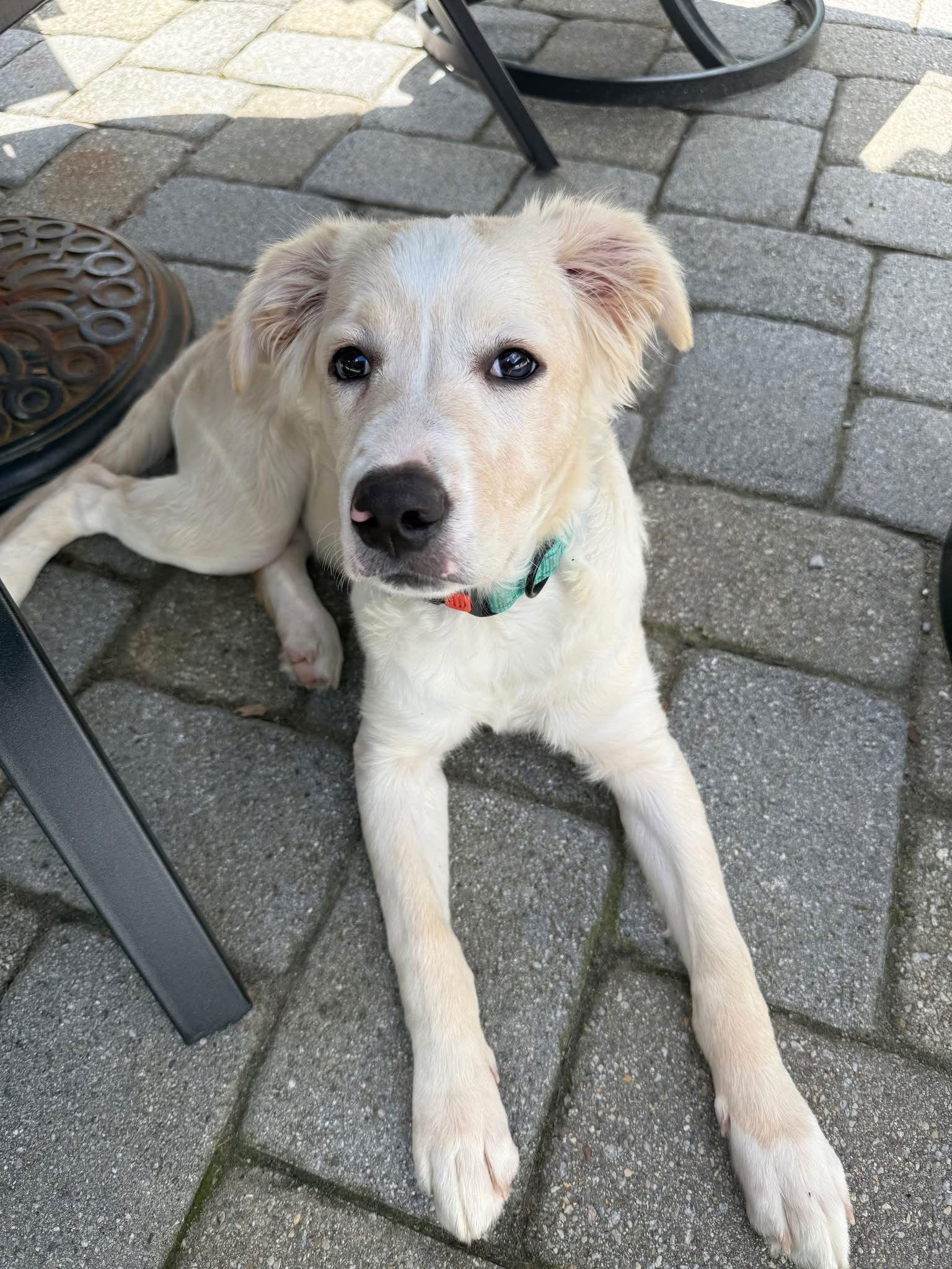 Winston, a Adopted mixed breed in Chester, NJ image 1/3