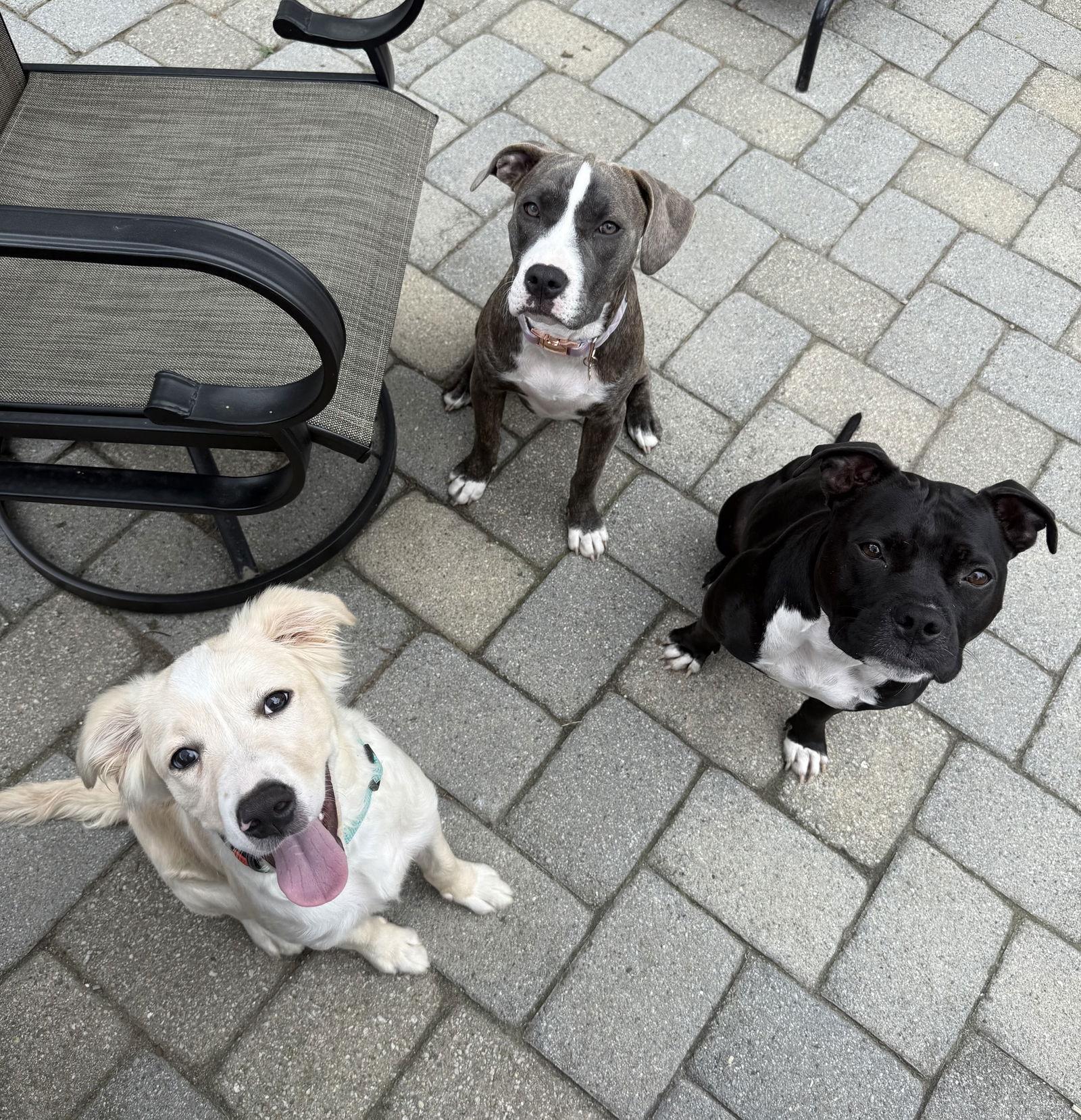 Winston, a Adopted mixed breed in Chester, NJ image 2/3