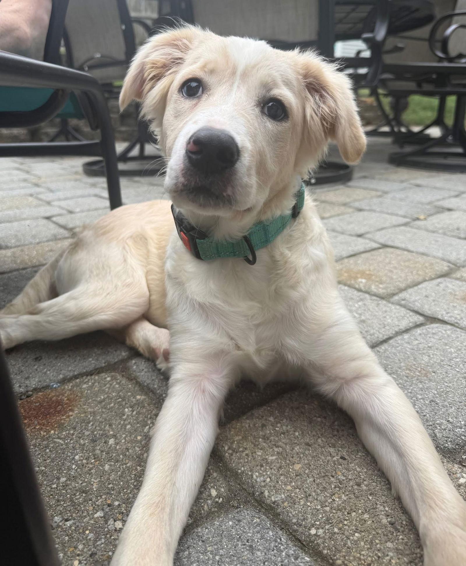 Winston, a Adopted mixed breed in Chester, NJ image 3/3