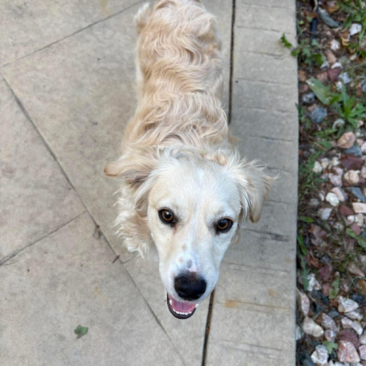 Enlarge Cowboy, a ADOPTABLE mixed breed in Mead, CO image 3/4