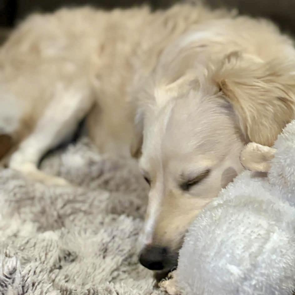 Enlarge Cowboy, a ADOPTABLE mixed breed in Mead, CO image 4/4