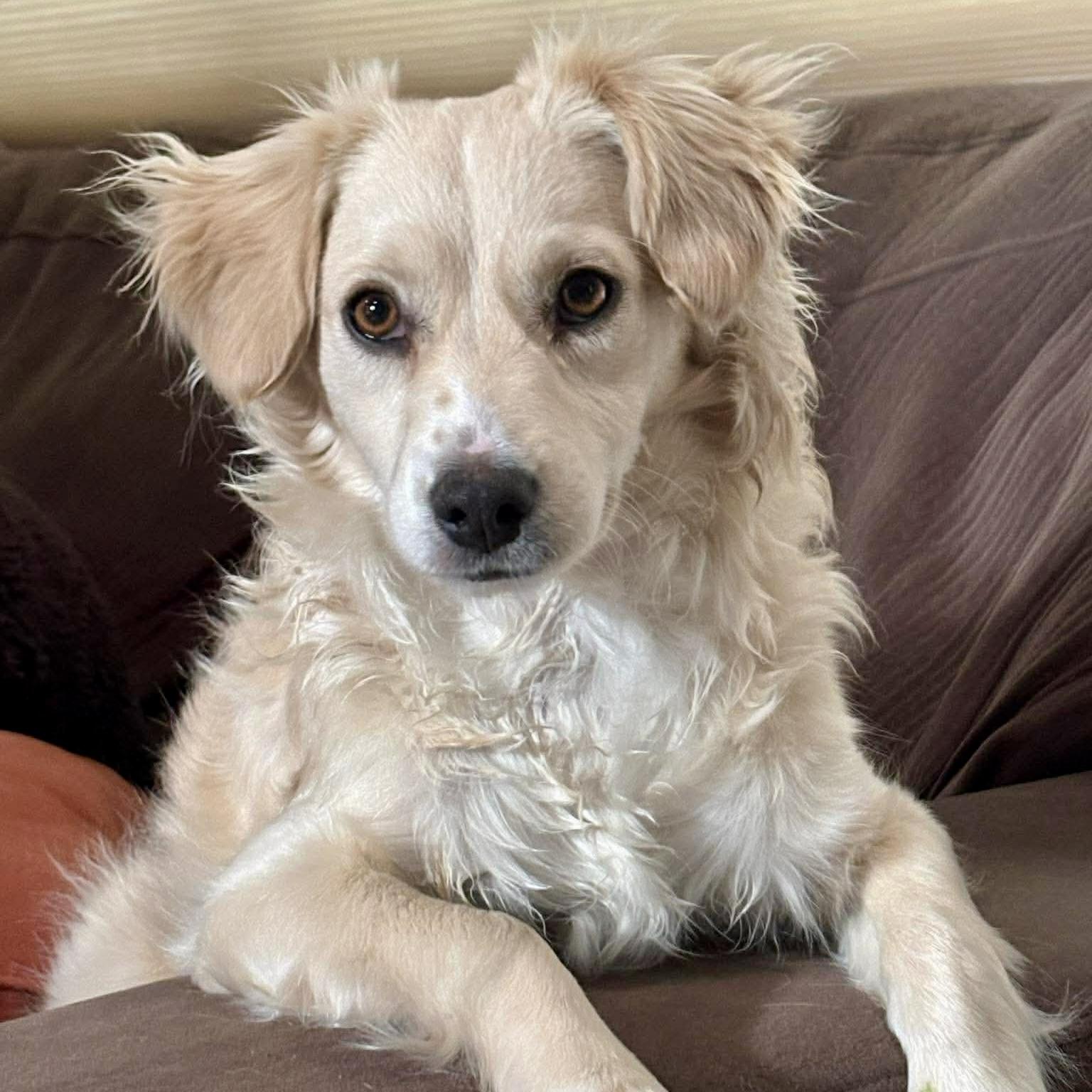Enlarge Cowboy, a ADOPTABLE mixed breed in Mead, CO image 1/4