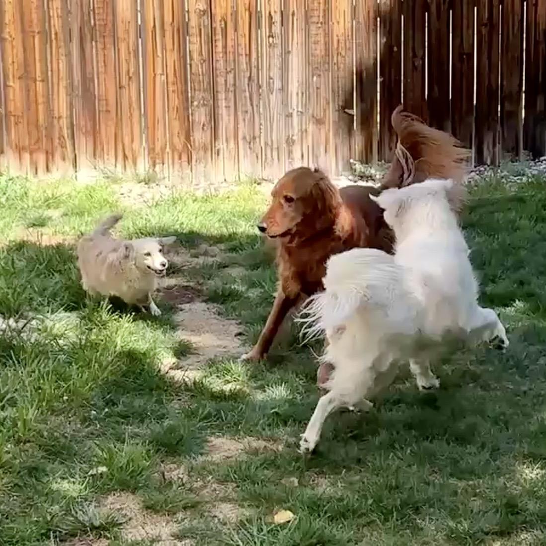 Enlarge Cowboy, a ADOPTABLE mixed breed in Mead, CO image 2/4