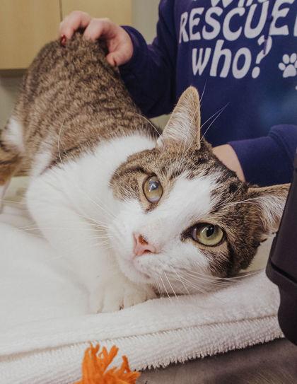 Kipper, Adoptable, Adult Male Domestic Short Hair & Domestic Short Hair.