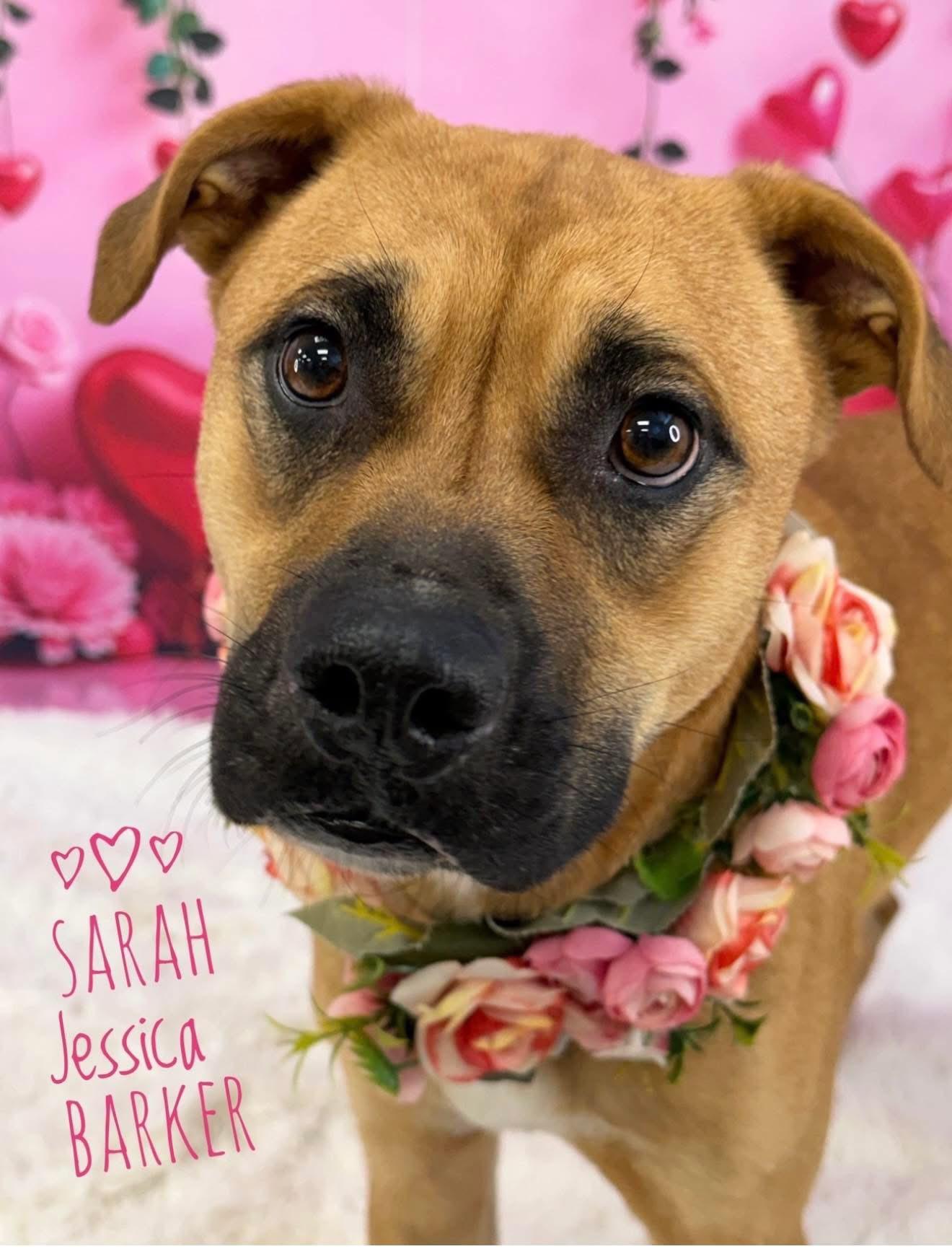Sarah Jessica Barker, adopted, Young Female Mixed Breed.