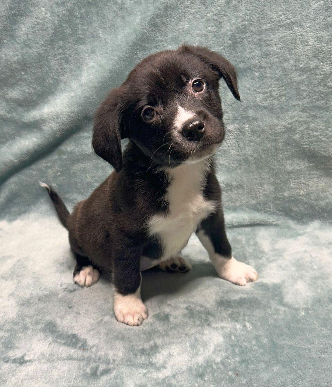 Enlarge JESSE (ohiosdrescue@gmail.com), a other mixed breed in Rossford, OH image 3/4