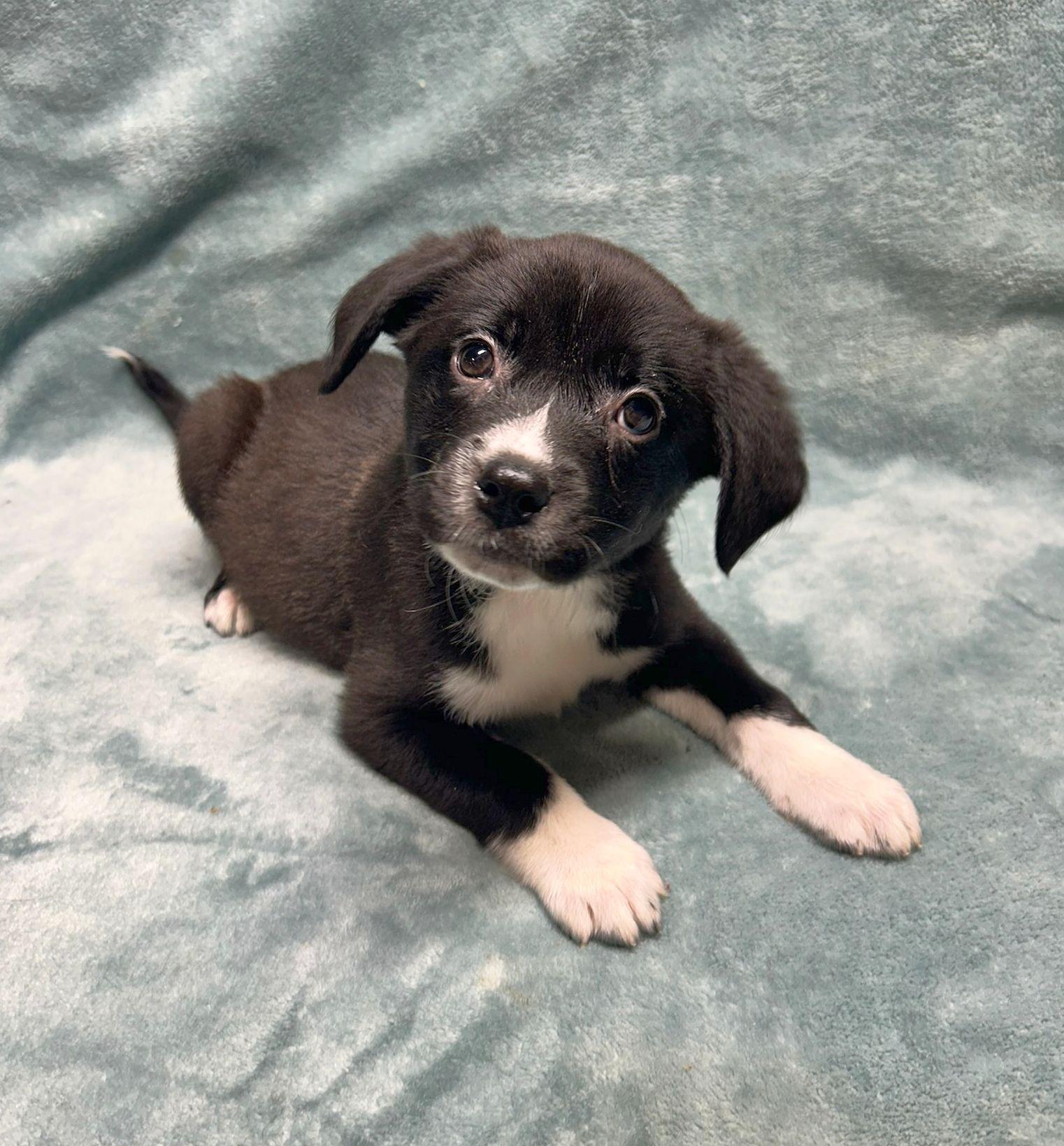 Enlarge JESSE (ohiosdrescue@gmail.com), a other mixed breed in Rossford, OH image 1/4