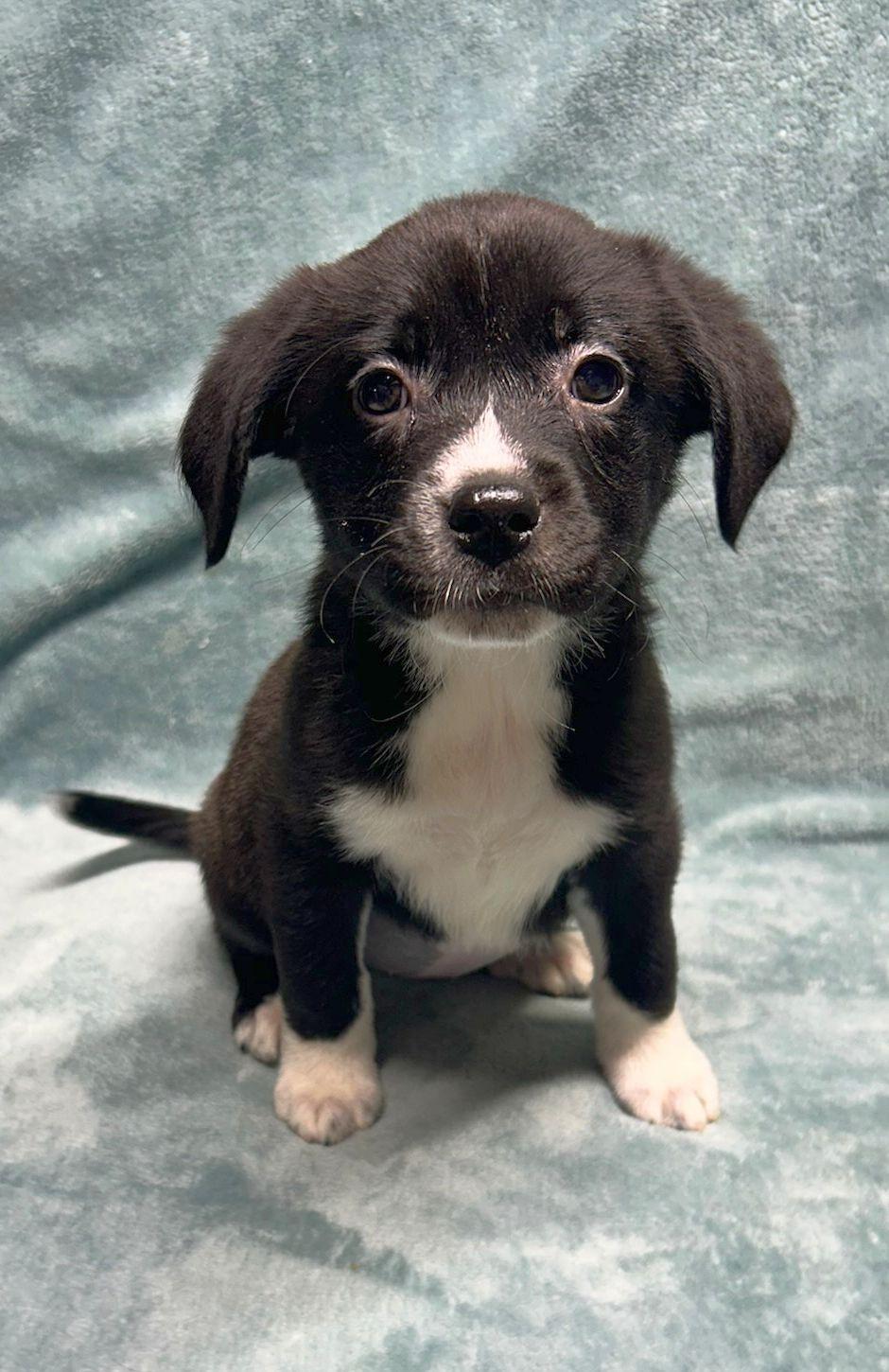 Enlarge JESSE (ohiosdrescue@gmail.com), a other mixed breed in Rossford, OH image 2/4