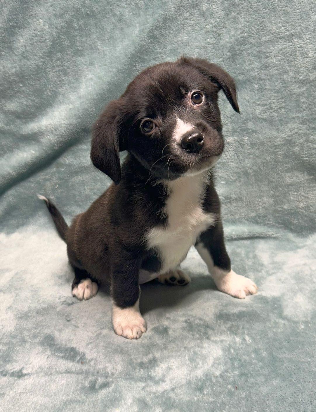 Enlarge JESSE (ohiosdrescue@gmail.com), a other mixed breed in Rossford, OH image 4/4