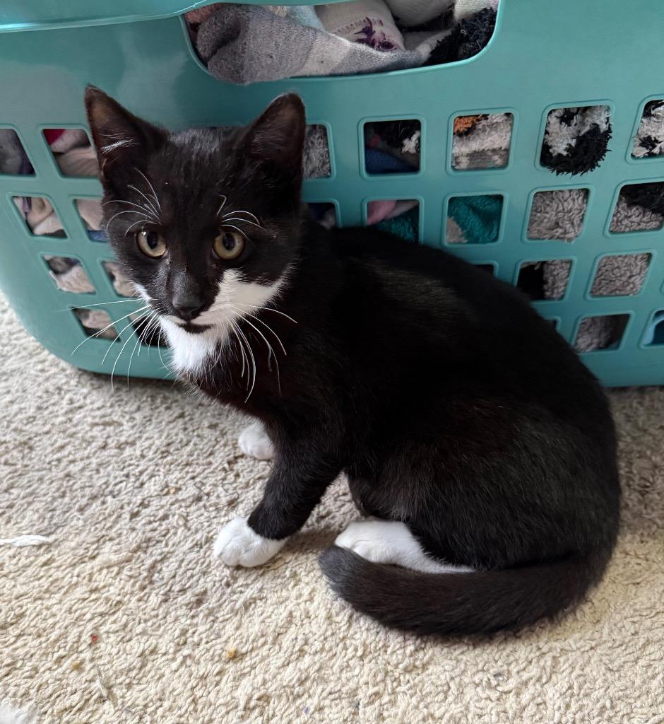 Oreo Cookie, Adoptable, Kitten Male Domestic Short Hair.