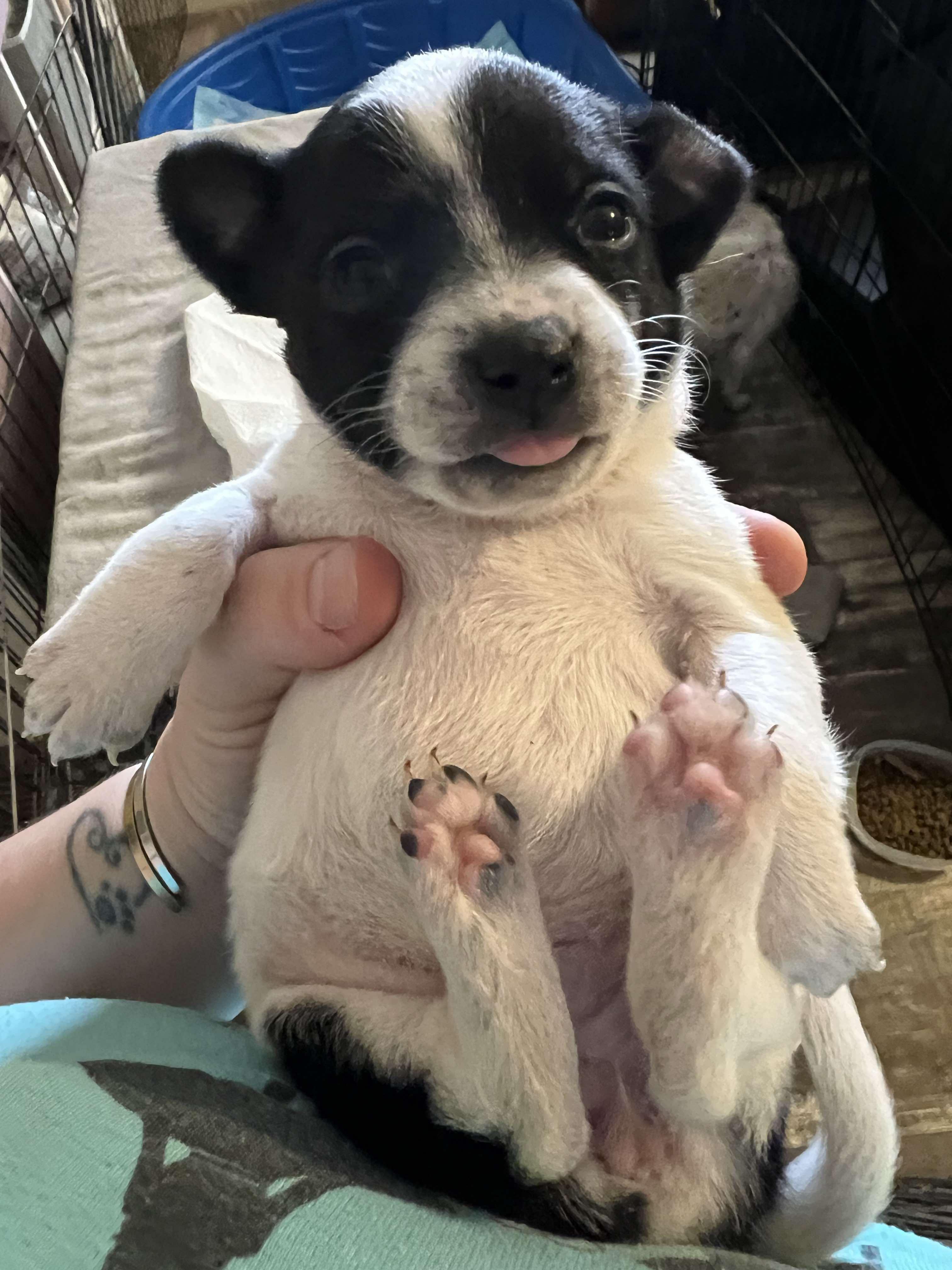 Enlarge Robin, a Adopted mixed breed in Phoenix, AZ image 2/3