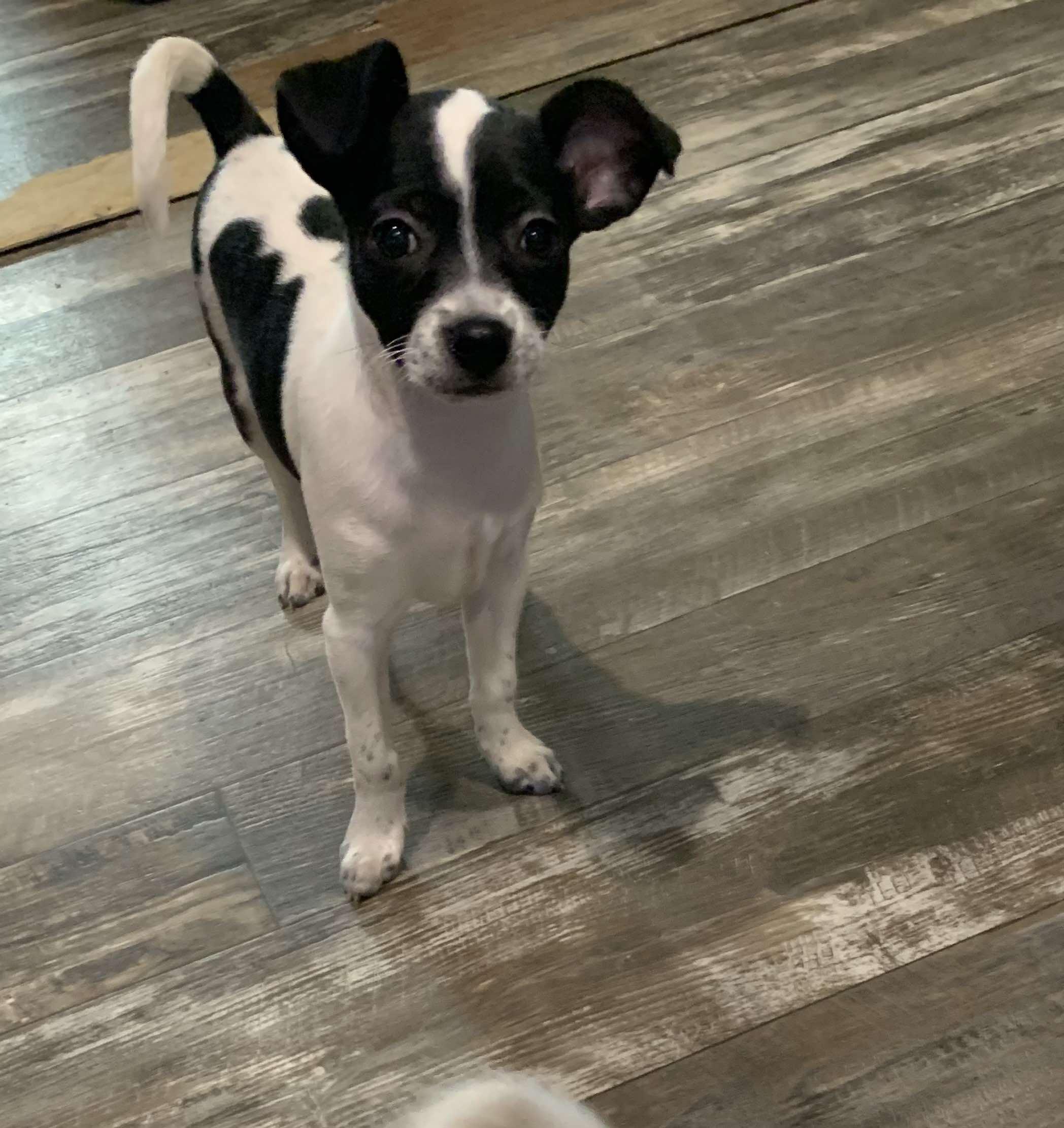 Enlarge Robin, a Adopted mixed breed in Phoenix, AZ image 3/3