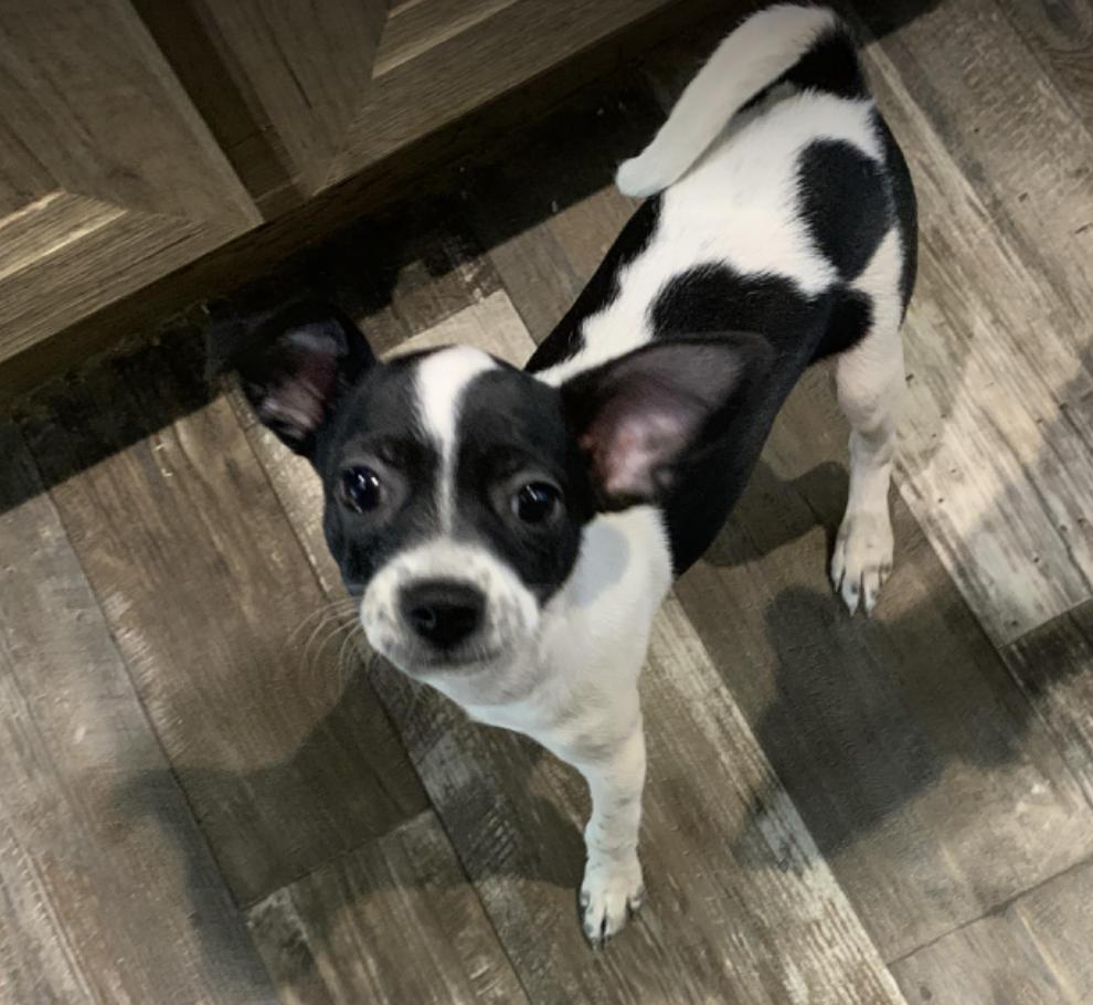 Enlarge Robin, a Adopted mixed breed in Phoenix, AZ image 1/3