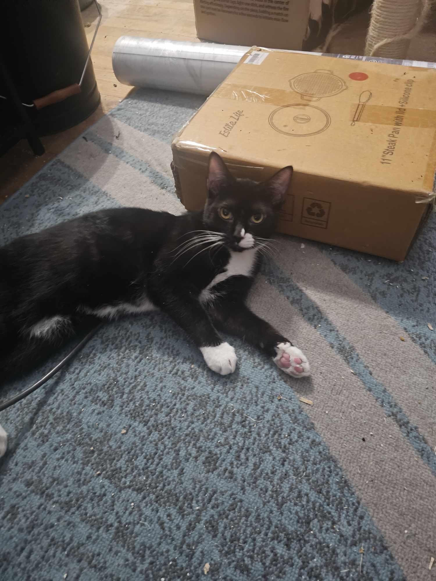 Gulliver