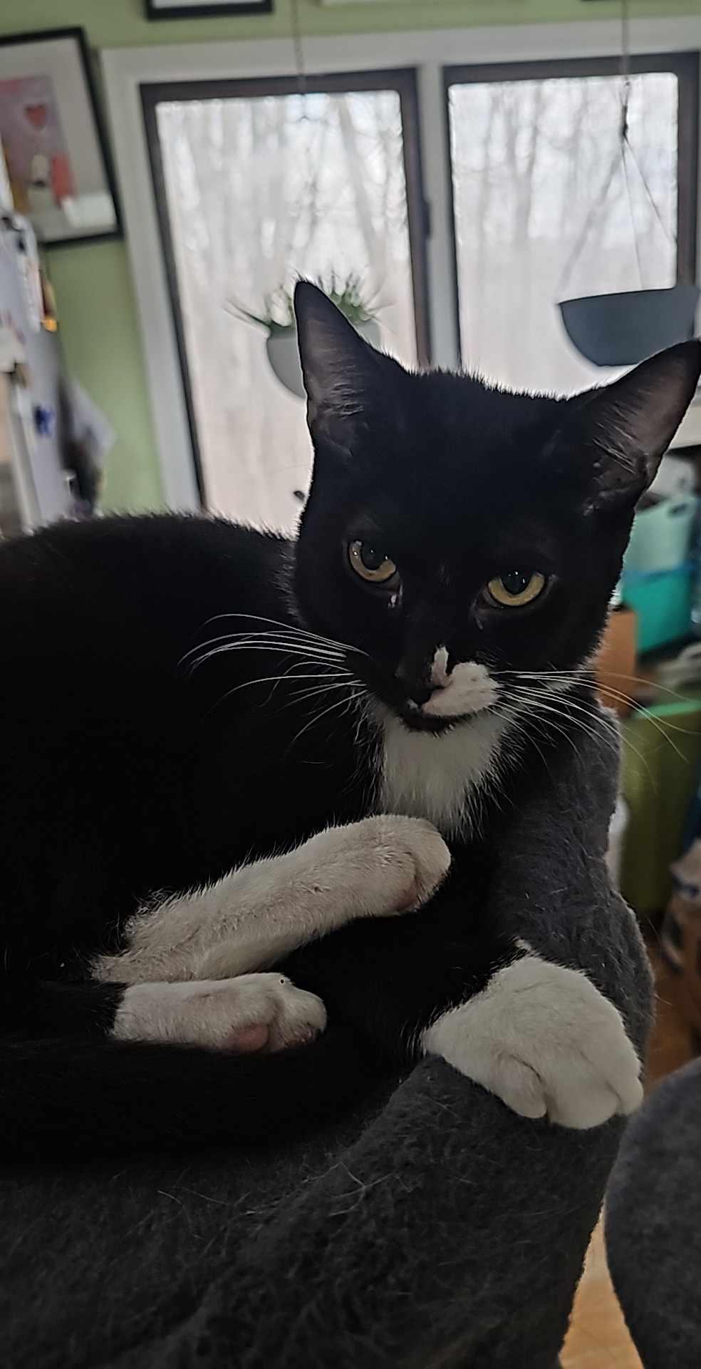 Gulliver
