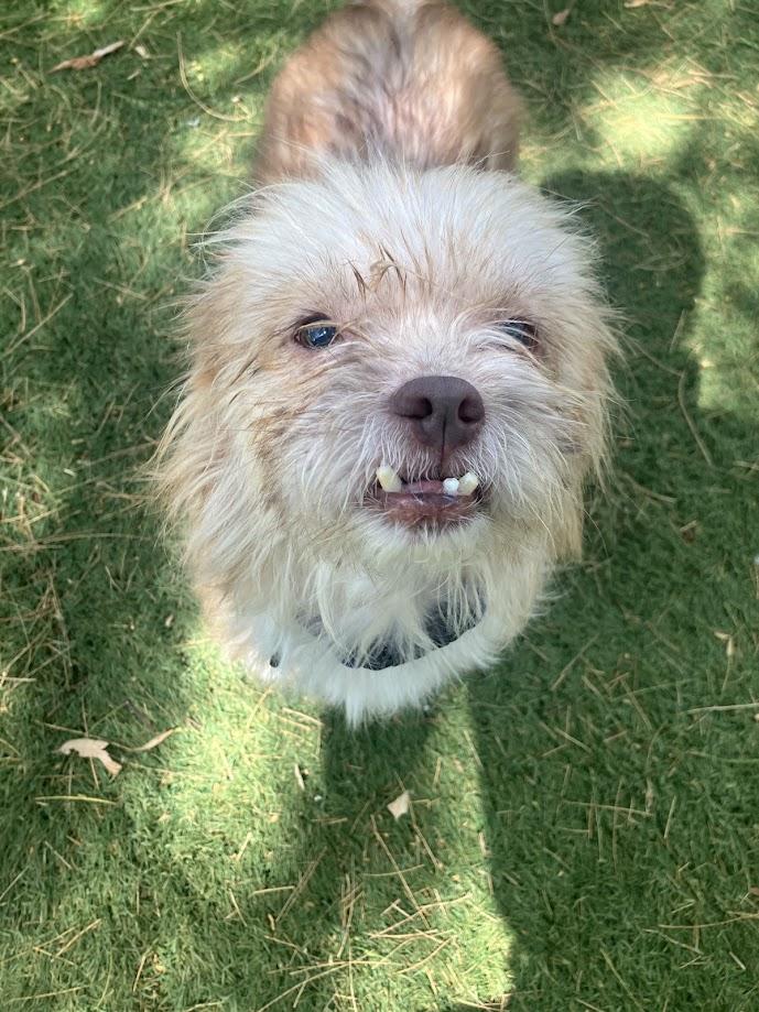 Enlarge Monkey, a Adoptable mixed breed in Scottsdale, AZ image 2/5